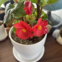 ベゴニア,ベゴニア センパフローレンス,咲いた！,可愛い〜♡,花のある暮らしの画像