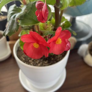 ベゴニア,ベゴニア センパフローレンス,咲いた！,可愛い〜♡,花のある暮らしの画像