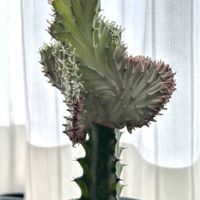 マハラジャ,ユーフォルビア マハラジャ,ユーフォルビアトリゴナ,多肉植物,ユーフォルビア属。の画像