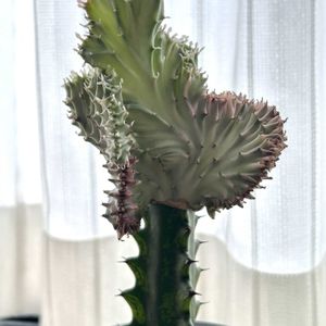 マハラジャ,ユーフォルビア マハラジャ,ユーフォルビアトリゴナ,多肉植物,ユーフォルビア属。の画像