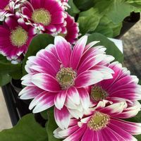 ガーベラ,今日の花,晴れた日,お散歩写真,GSのみなさんに感謝♡の画像