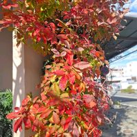 メグスリノキ,メグスリノキ,庭木,ご近所,シンボルツリーの画像