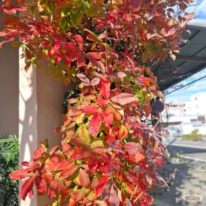 メグスリノキ,メグスリノキ,庭木,ご近所,シンボルツリーの画像