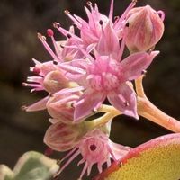 ミセバヤ,キュンキュン乙女倶楽部No.243,金曜キラキラ,金曜日の蕾たち,しあわせ運べるようにの画像