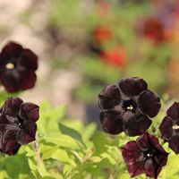 ペチュニア,ペチュニア　黒之瀬戸,鉢植え,canon,花撮り人の画像