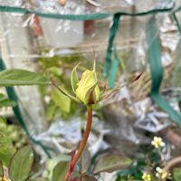 ハイビスカス,マダムサチ,バラ　コンフィチュール,キュンキュン乙女倶楽部,ちっちゃいものクラブの画像