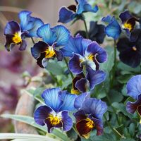 ビオラ,ヨコハマセレクション フレアブルー,寄せ植え,横浜セレクション,横浜セレクションフレアブルーの画像