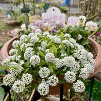 アリッサム,ヤドリギ,ヤドリギ,キュンキュン乙女倶楽部,ちっちゃいものクラブの画像