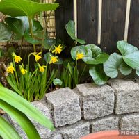 スイセン,ツワブキ,ミニ水仙,水仙テタテート,水仙の画像