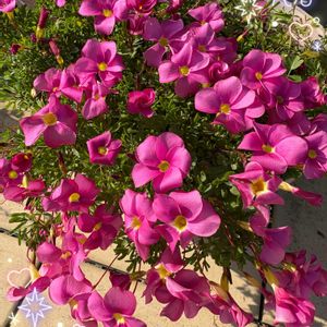 オキザリス,ストック,ネメシア,葉牡丹,プリムラ　ジュリアンの画像