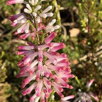 エリカ,エリカ クリスマスパレード,エリカ マザーヒース,常緑低木,花木の画像