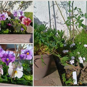 オキザリス,ビオラ,種まきっ子,種まき,花のある暮らしの画像