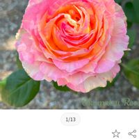 カランコエ,チューリップ,ガジュマル,ガジュマル,アデニウムの画像