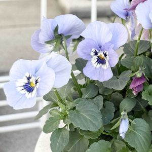 ブルーアイス,ビオラ,コニファー ブルーアイス,ビオラ・パンジー,小庭の画像