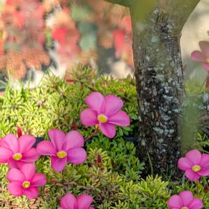 オキザリ,鉢植え,可愛い〜♡,花のある暮らし,ピンク色の花の画像