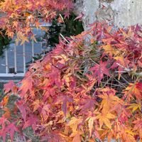 イロハモミジ,イロハモミジ,イロハモミジ,イロハモミジ,紅葉（こうよう）の画像