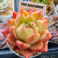 シャーロット,多肉植物の紅葉,ベランダ多肉,タニラー,リキダスの画像