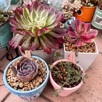 ネオンブレーカーズ,スーパーアリッサム スノープリンセス,アエオニウム　ピンクウィッチ,スーパーアリッサム  アイシクルナイト,ドロサンテマムレッドダイヤモンドの画像