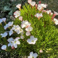 オキザリス・バーシカラー,オステオスペルマム,コギク,ミルフル・アンティークフリル,モノフィラスの画像