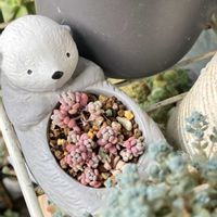 パープルヘイズ,パープルヘイズ,ストロベリーヘイズ,多肉植物,バルコニー/ベランダの画像