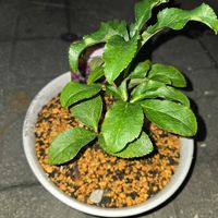 クリスマスローズ,クリスマスローズ,クリスマスローズ,花かんざし,花かんざしの画像