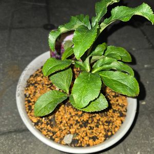 クリスマスローズ,クリスマスローズ,クリスマスローズ,花かんざし,花かんざしの画像