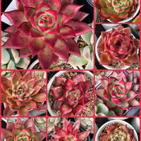 多肉植物,GS日和の画像