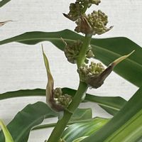 ドラセナ・マッサンゲアナ,ドラセナ マッサンゲアナ(幸福の木),観葉植物,鉢植え,室内管理の画像