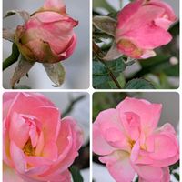 祈る震災復興,咲いた！,花のある暮らし,緑のある暮らし,岐阜県の画像