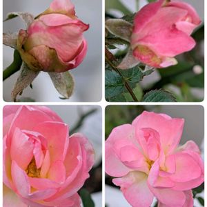 祈る震災復興,咲いた！,花のある暮らし,緑のある暮らし,岐阜県の画像