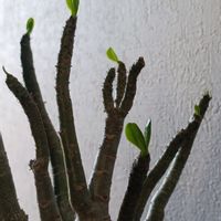 アデニウム,アデニウム,アデニウム アラビカム,塊根植物,コーデックスの画像