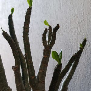 アデニウム,アデニウム,アデニウム アラビカム,塊根植物,コーデックスの画像