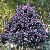 ケヤキ,サザンカ,サザンカ,サザンカ,モクレンの画像