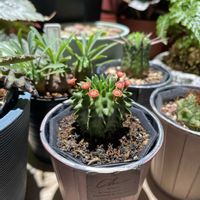 ユーフォルビア,植物部屋の画像