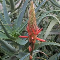 アロエ,キク,ツワブキ,ポリゴナム（ヒメツルソバ）,スイセン ペーパーホワイトの画像