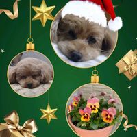 ビオラ,プリムラ ベラリーナ,プリムラ ベラリーナ,プリムラベラリーナ・ピンクアイス,鉢植えの画像