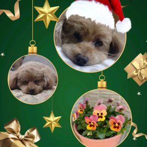 ビオラ,プリムラ ベラリーナ,プリムラ ベラリーナ,プリムラベラリーナ・ピンクアイス,鉢植えの画像