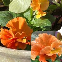 皇帝ダリア,皇帝ダリア,ガーデンシクラメン,ガーデンシクラメン,ビオラの画像