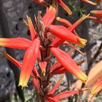 アロエ,アロエ,アロエの蕾,アロエの花✨,イシャイラズ（医者要らず）の画像