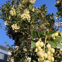 イチゴノキ,イチゴノキ,ツタバウンラン,ツタバウンラン,ハタザオキキョウの画像