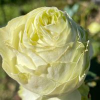 花壇,お出かけ先で,家庭菜園の画像