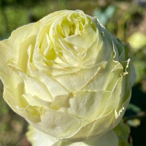 花壇,お出かけ先で,家庭菜園の画像