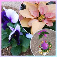 ポインセチア,パンジー,パンジー,デコ･オーナメント,美しく青きドヨウの画像