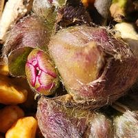 雪割草,雪割草,玄関前,可愛い❤,蕾組の子の画像