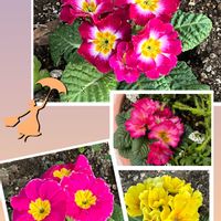 プリムラ,鮮やか ,可愛らしい,ウォーキングの楽しみの画像