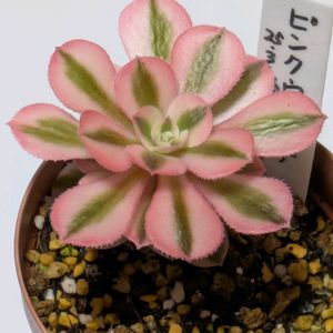 アエオニウム　ピンクウィッチ,寄せ植え,多肉植物,葉挿し,リメ缶の画像