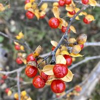 ツルウメモドキ,ツルウメモドキの雄花,ツルウメモドキの果実,ツルウメモドキの果実,ツルウメモドキの芽吹きの画像