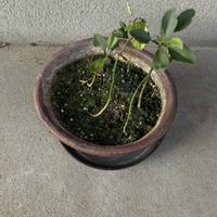 盆栽,iPhone撮影,柚木,小さな庭の画像