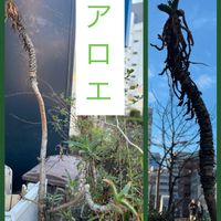 鉢植え,富山支部,富山,都内の画像