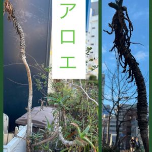 鉢植え,富山支部,富山,都内の画像